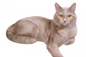 浅灰卧坐猫咪