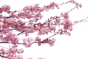 盛开的樱花