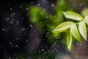树叶 水滴 喷雾 植物 4k壁纸 3840x2160