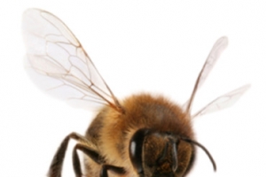 张望的蜜蜂高清PNG透明图片-动植物动物设计素材免费下载