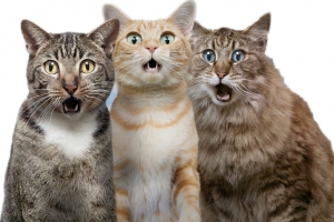 惊讶的猫咪