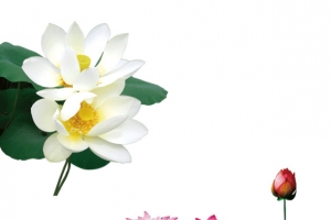 白色粉色荷花荷叶水珠高清PNG透明装饰素材免费下载