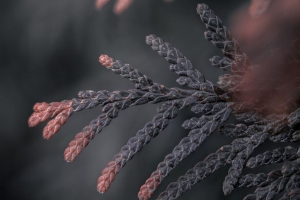 分支 thuja 针叶树 植物 宏观 4k壁纸 3840x2160