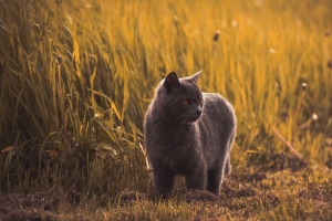 俄罗斯蓝色 猫 灰色 宠物 草 4k壁纸 3840x2160