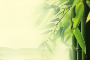 竹子清新背景