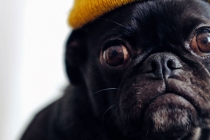  pug 狗 帽子 宠物 黑色 有趣的 4k壁纸 3840x2160