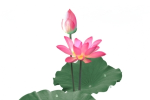 夏天荷花png素材
