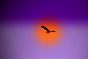 鸟 飞行 天空 太阳 4k壁纸 3840x2160