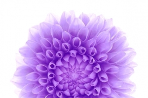 唯美紫色清新花圈