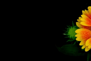 漂亮花瓣3440x1440壁纸