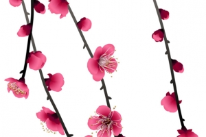 粉色梅花花枝