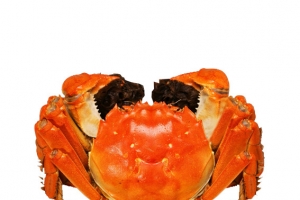 蟹