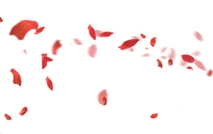 粉红色漂浮花瓣装饰