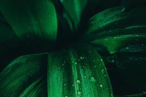 绿色纹理植物
