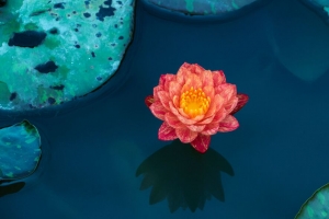 莲花 睡莲 水 花瓣 树叶 4k壁纸 3840x2160
