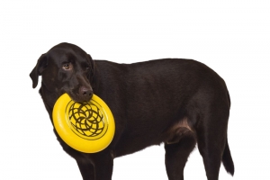 巧克力拉布拉多犬高清PNG透明图片-动物设计素材免费下载