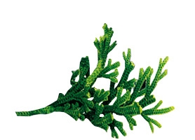 绿色卡通复活草植物