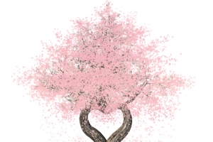 樱花树