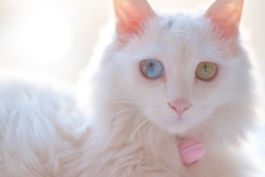 可爱的异瞳猫咪