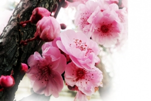 春天 草地 桃花 梨花 渐变透明元素27