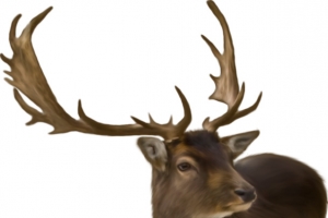 麋鹿动物鹿装饰