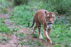 老虎 捕食者 动物 大猫 野生动物 4k壁纸 3840x2160