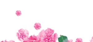 粉色月季花手绘