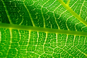 绿色植物摄影