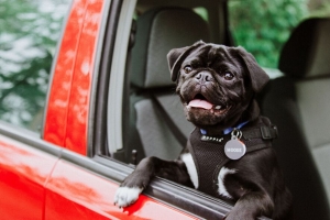  pug 狗 舌头突出 黑色 4k壁纸 3840x2160
