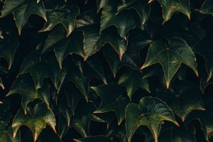 树叶 植物 绿色 表面 4k壁纸 3840x2160