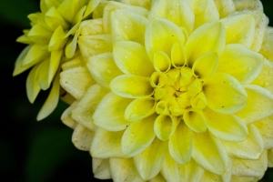 大丽花 花 花瓣 水滴 黄色 宏观 4k壁纸 3840x2160