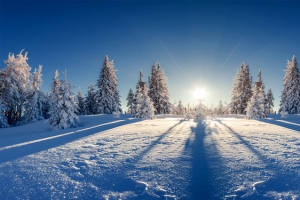 山顶雪松