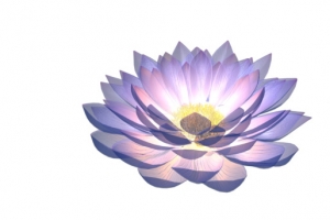 莲花旋转紫色