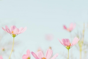 唯美小花朵高清大图
