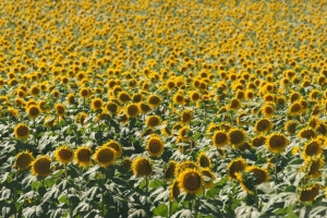 向日葵 田野 自然 4k壁纸 3840x2160