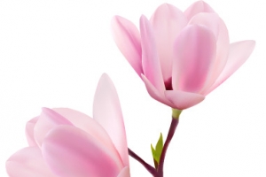 矢量粉色美丽花朵素材