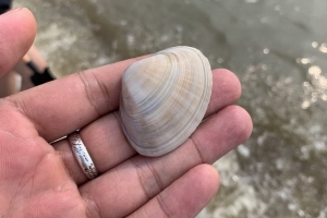 （随拍）去海边当然要去赶海啦