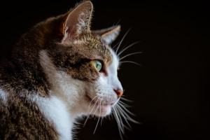 猫 一瞥 枪口 动物 宠物 4k壁纸 3840x2160
