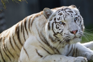 母老虎 老虎 白色 大猫 捕食者 动物 4k壁纸 3840x2160