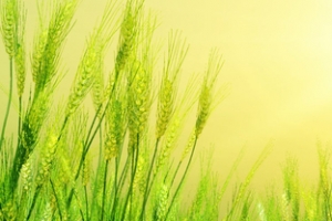 清新背景banner
