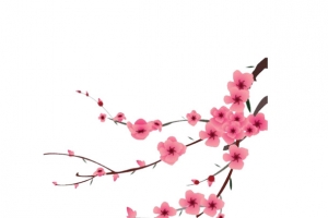 手绘桃花花枝。