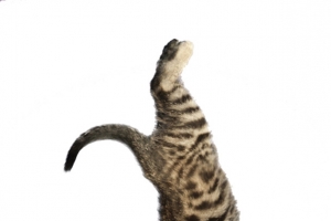 伸懒腰的猫