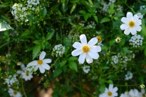 花 花瓣 植物 宏观 4k壁纸 3840x2160