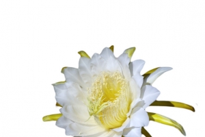 仙人掌科花朵昙花