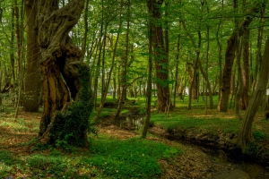 自然森林公园,树木,河流,绿色风景图片