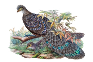 手绘插画花鸟装饰画