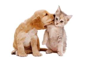 猫狗一家亲