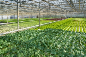 大棚蔬菜整齐图
