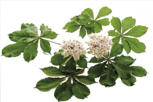 七叶树叶子和花