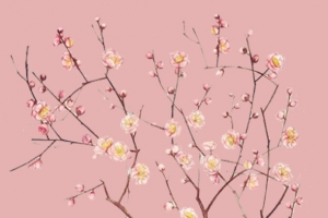 手机梅花鹿的壁纸